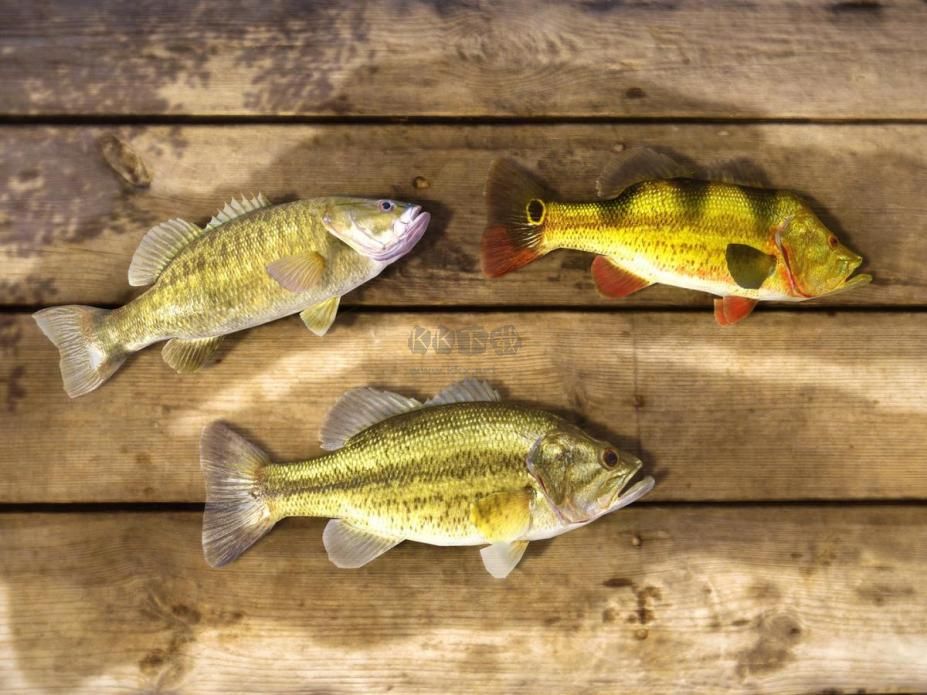 釣魚星球中文版