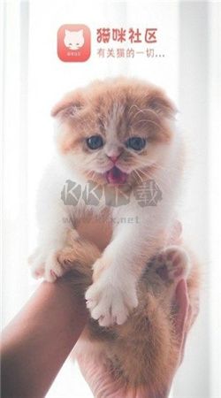 貓咪社區(qū)app官方版2024最新