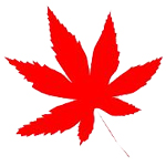 楓葉MPG格式轉(zhuǎn)換器免費(fèi)版 v17.1.0.0