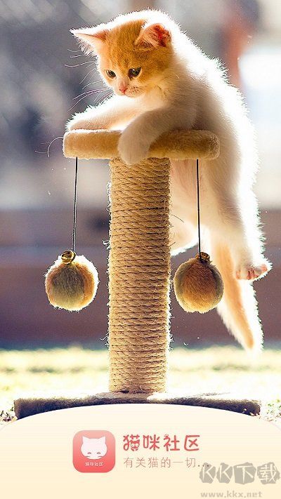 貓咪社區(qū)安卓版