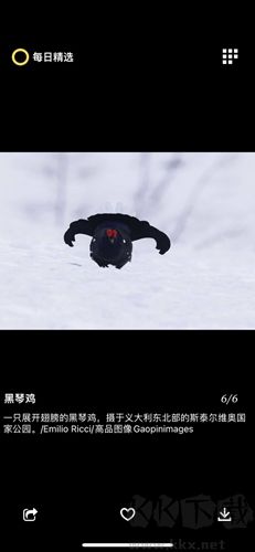 每日精選app綠色版