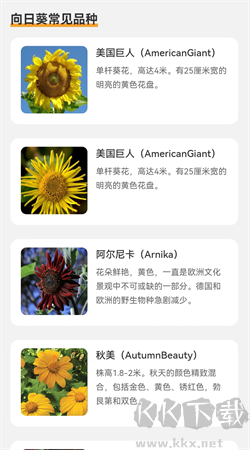 向陽流量app
