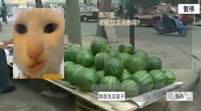 貓meme搞怪冒險(xiǎn)